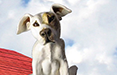 thirsty dog bar and brewery cleveland, ohio, conceptual designs 2016