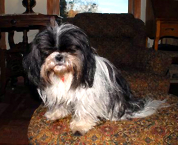 steven's pooch Penny