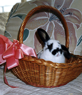 Peppy Bunny, Nancy's pet rabbit