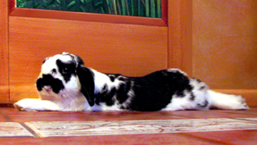 peppy bunny living it up in his beautiful home