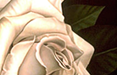 midnight rose
